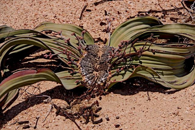 091 Welwitschia.JPG
